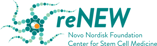 About - reNEW - Novo Nordisk Foundation Center for Stem Cell Medicine
